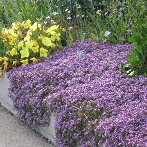 Amazon.com : UtopiaSeeds Creeping Thyme Seeds - Thymus